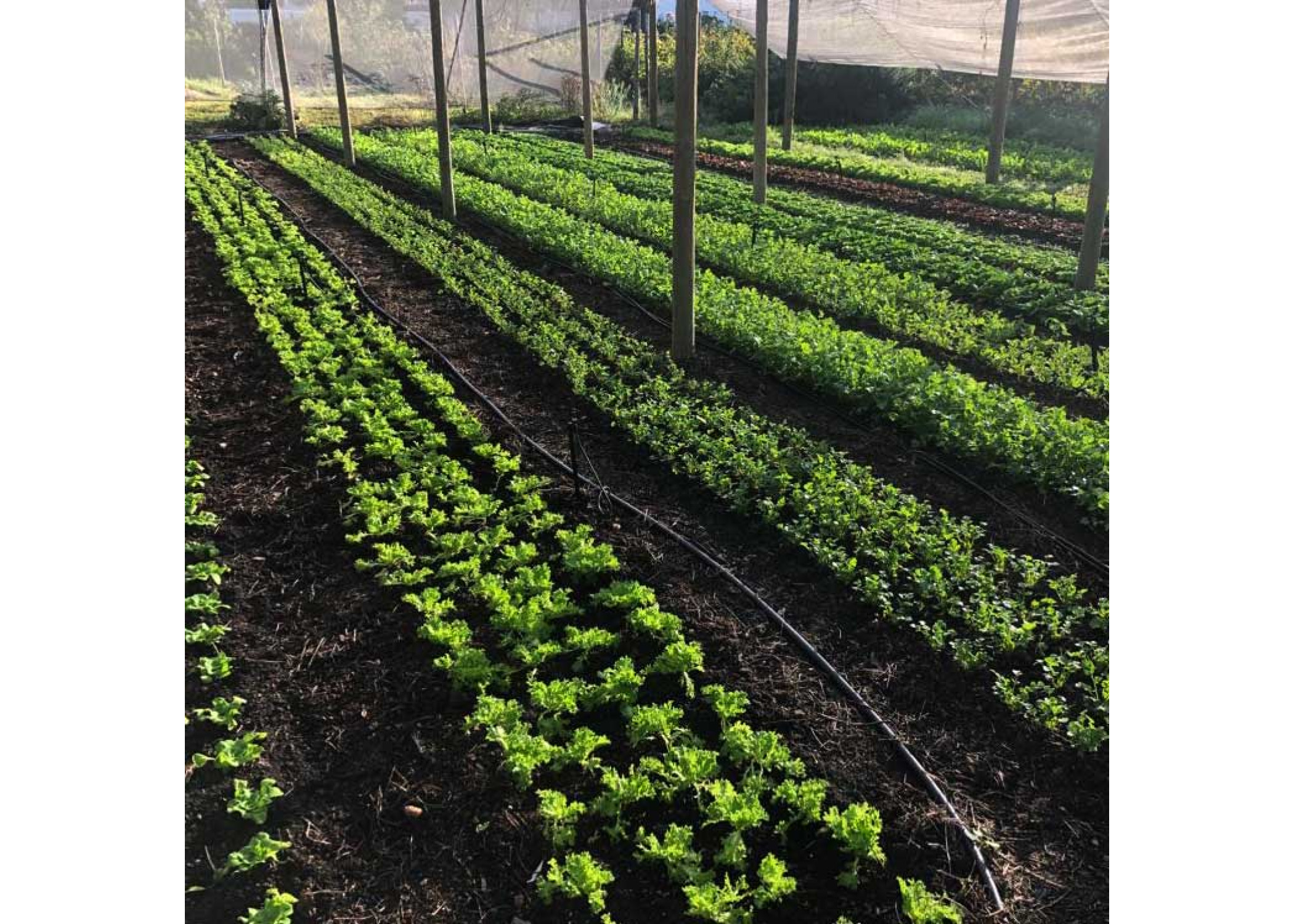 Botanical Taste Farm