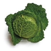 Cabbage - Savoy