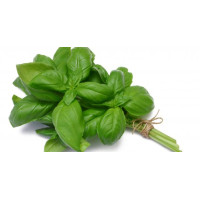 Basil Basil