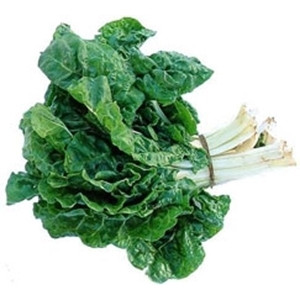 Chard - Swiss