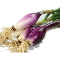 Onions of Florence - Mix bunch Onions of Florence - Mix bunch