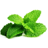 Mint - Garden