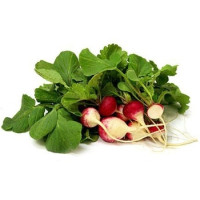 Radish - Sparkler