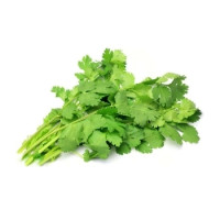 Coriander - fresh