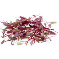 Microgreens - Radish