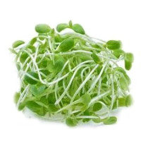 Microgreens - Sunflower