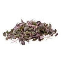 Microgreens - Red Cabbage