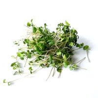 Microgreens - Broccoli