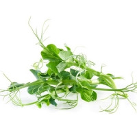 Microgreens - Pea Shoots