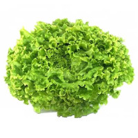 Lettuce - Batavia