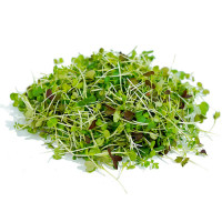 Microgreens - Chinese Cabbage Microgreens - Chinese Cabbage
